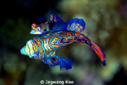 Mating of Mandarin fish
Canon 5D Mark2
Sea&Sea Housing ... by Jagwang Koo 